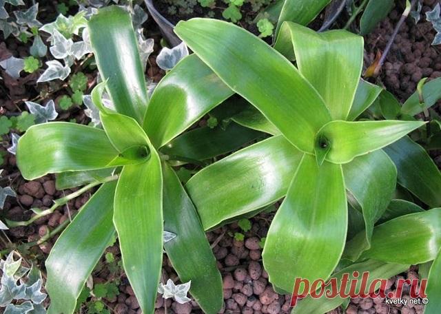 ДЛЯ НОРМАЛИЗАЦИИ ДАВЛЕНИЯ ПРИНИМАЮ 1 ЧАЙНУЮ ЛОЖКУ НАСТОЙКИ ТРИЖДЫ В ДЕНЬ ПЕРЕД ЕДОЙ… ВОТ МОЙ «ЗОЛОТОЙ» РЕЦЕПТ! — Домашние заботы