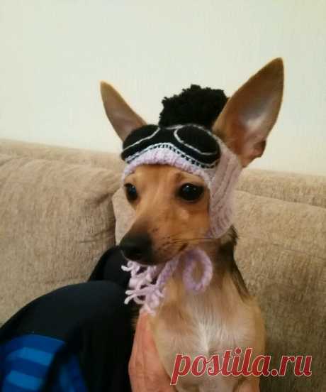 ШАПКА для СОБАКИ АвиаПИЛОТ
Подчеркните свою индивидуальность вязаной одеждой, выполненной в единственном экземпляре! 
Свяжу любую Вашу задумку!
Прием заказов по телефону:
☎ +375293280699 Viber WhatsApp
Светлана Дукач