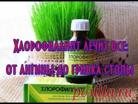 Хлорофиллипт лечит все от ангины до грибка стопы