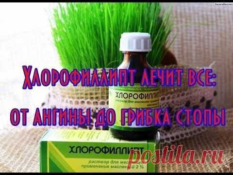 Хлорофиллипт лечит все от ангины до грибка стопы