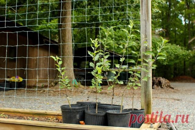 Когда лучше сажать саженцы плодовых культур?