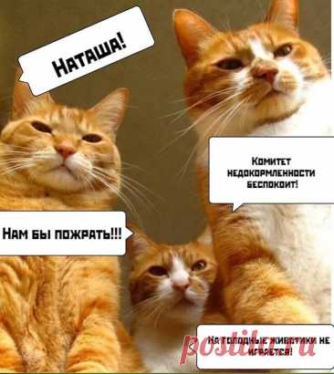 Кто такая Наташа из мема про котов? в 2025 г | Мемы, Кот, Трехцветная кошка