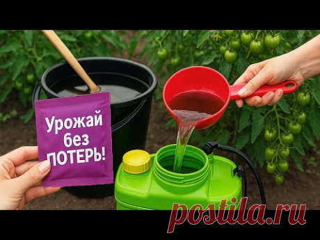 Плодов Больше, а Вершинной Гнили — Ноль! Завязь Спасена!