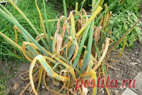 Ложная мучнистая роса: почему заболел лук | Ваши 6 соток | Яндекс Дзен
