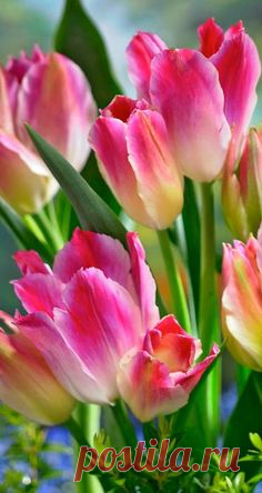 (385) Pinterest • Всемирный каталог идей