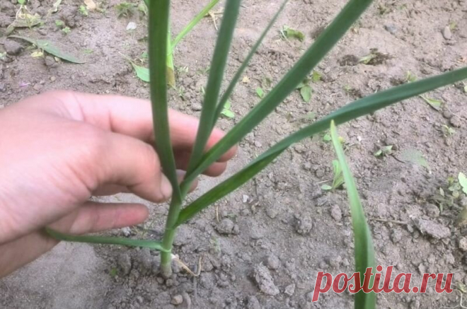 Что делаю в июле, чтобы у чеснока образовались крупные луковицы | Дачные секреты от Виктории Радзевской | Яндекс Дзен