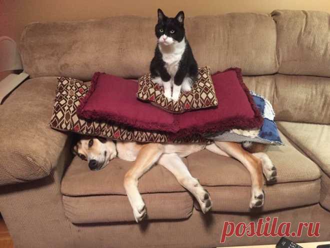 Эти котики очень любят троллить всех вокруг без стыда и совести