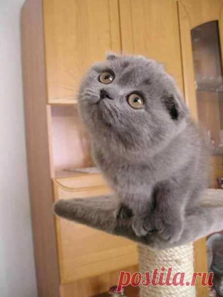 Невозможно отказать!
