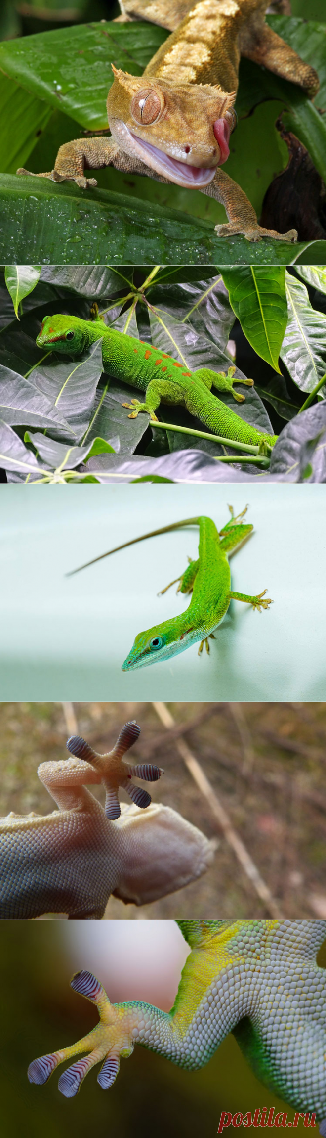 Заблуждения и факты о гекконах