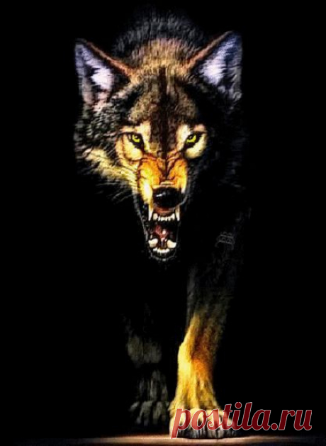 Wolf ani[5] - is there anYbody out there