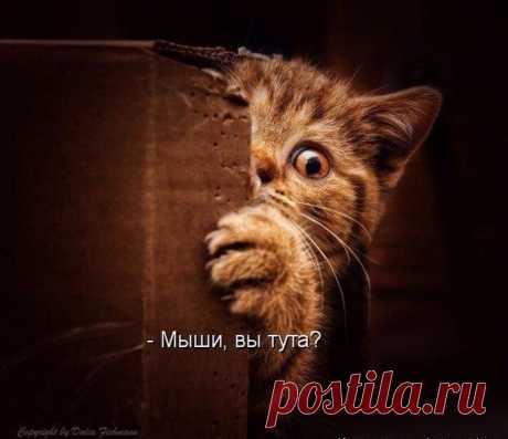 Новый выпуск с котиками - 29 декабря - страница 4
