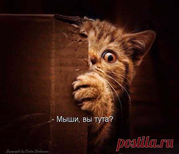 Новый выпуск с котиками - 29 декабря - страница 4