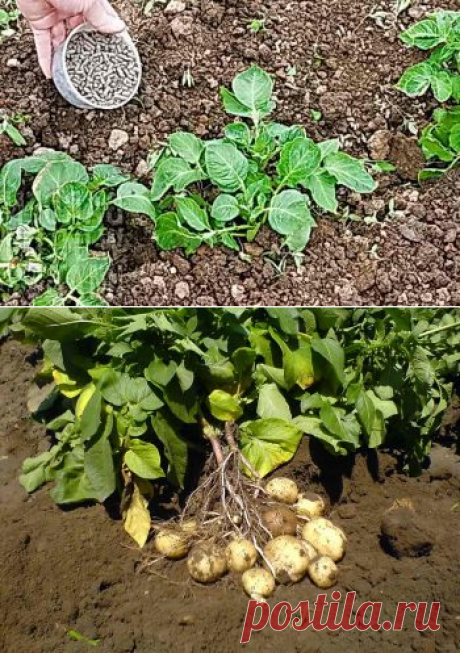 В какой период и чем после посадки удобрять картофель | Дача - впрок