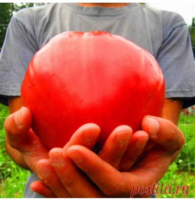 Соседи «плачут», а я улыбаюсь, собирая сотни огромных и вкусных томатов! | Твоя Дача | Яндекс Дзен