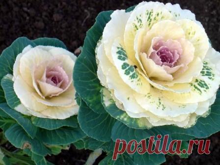 Этот уникальный рецепт поможет избавиться от блошек на капусте! | 6 соток