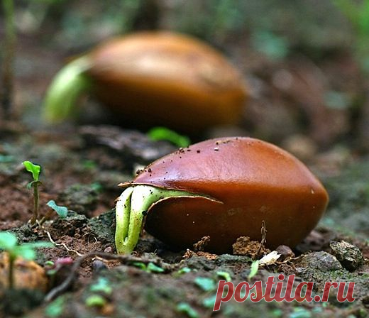 6 основных правил для начинающего садовода | Дачный участок
