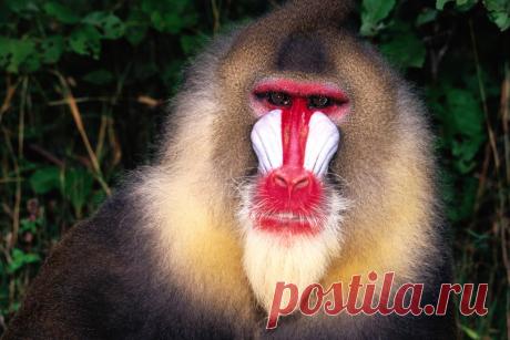 Индейская воинственная обезьяна