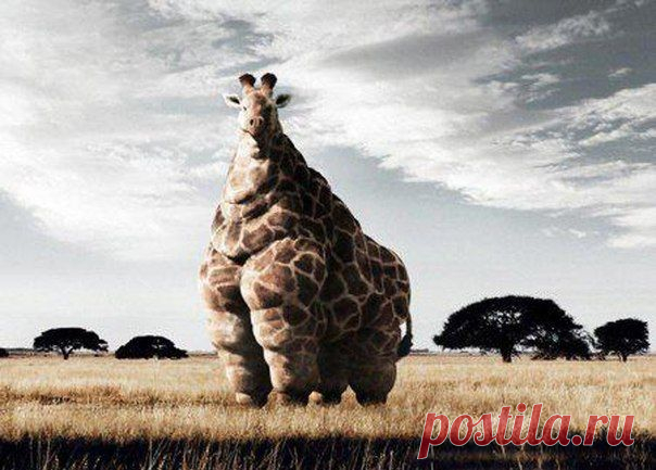 die Körperfülle - Тучность / Изучение немецкого языка