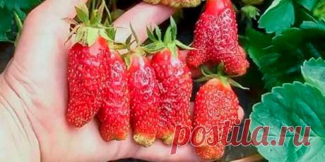 Земклуника Лучшие сорта для вашего сада - Сад и огород