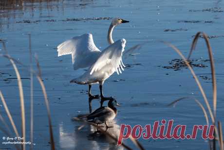 Majestic Tundra Swan Last evening a flight of Tundra Swans arrived at the Metcalf Refuge on their way to warmer climes. As fortune would have it I was on hand to witness their arrival and was  able to photograph them before the sun set behind the Bitterroot Mountains. The sky was a clear blue and was reflected in the frozen pond ice and made a nice background for this image...