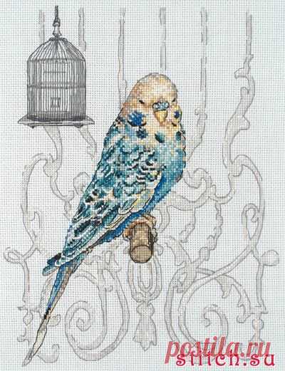 Bird in Cage. Птица в клетке. Anchor. Скачать схему вышивки крестиком — Дом крестика
