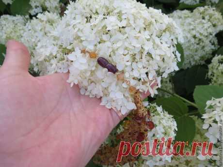 Замочек янтарные бусины, закручивающиеся. Комплект &quot;Осенний вальс&quot; (Колье)