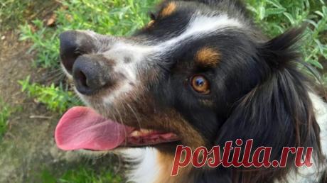 Почему у собаки этой редкой породы два носа? (4 фото)