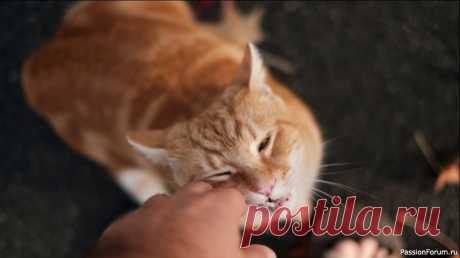 Ветеринар: кошек тискать нельзя Владельцу важно уважать личное пространство и распорядок дня своей кошкиМногие владельцы кошек считают, что чем больше они тискают и гладят своего питомца, тем счастливее тот будет. Однако ветеринар Евгений Цыпленков предупреждает, что чрезмерное тискание может привести к серьезным...
