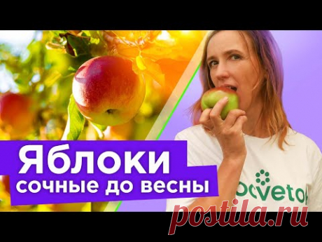 ЯБЛОКИ И ГРУШИ БУДУТ СОЧНЫМИ И ХРУСТЯЩИМИ ДО ВЕСНЫ, если опрыскать их в сентябре этим средством!