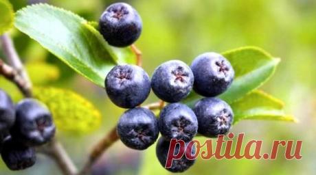 Visveselīgākās ogas pasaulē, kas “nogalina” vēža šūnas, vīrusus un palēnina novecošanās procesu!