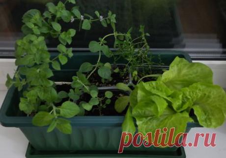 Женская Логика — Как посадить огород на подоконнике