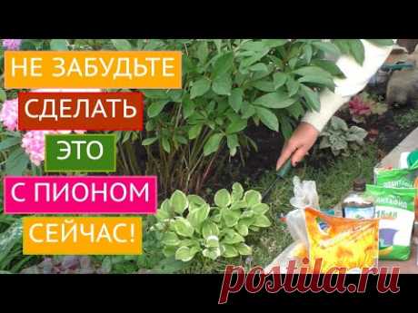 КАК ПРАВИЛЬНО УХАЖИВАТЬ ЗА ПИОНОМ В КОНЦЕ ЛЕТА И НАЧАЛЕ ОСЕНИ!