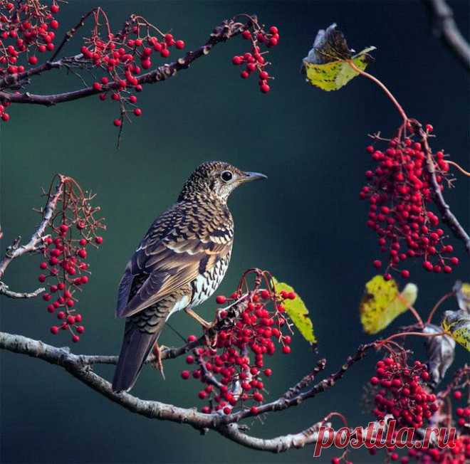 Весенние фотографии птицы John Soong