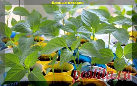 Посев перца на рассаду в вопросах и подробных ответах: разбираем самые популярные вопросы от начинающих | Дачные истории | Дзен
