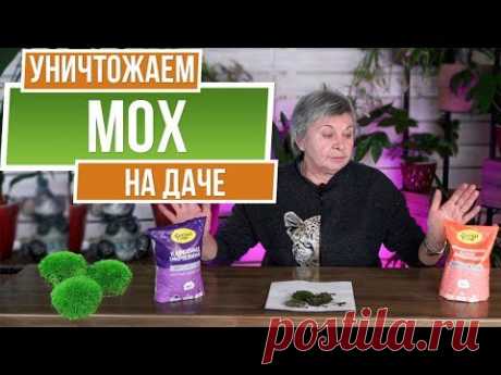 Как НАВСЕГДА убрать Мох на даче ✔️ Советы от Garden-zoo