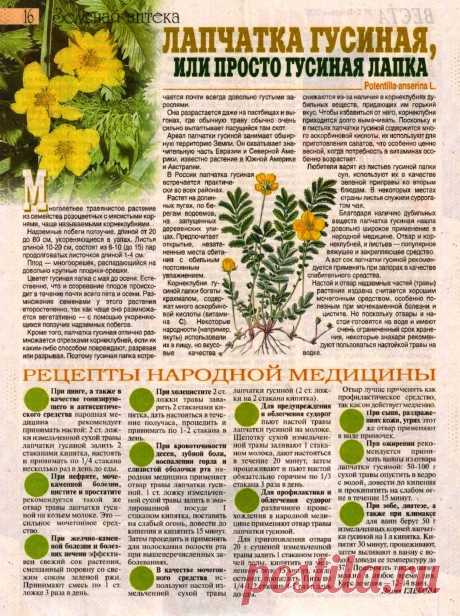Лапчатка гусиная