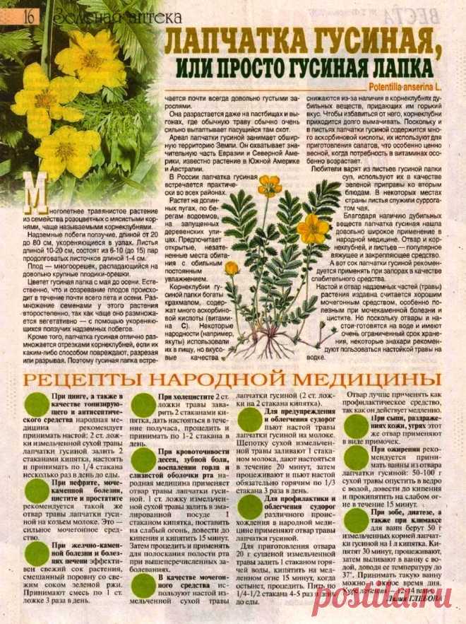 Лапчатка гусиная