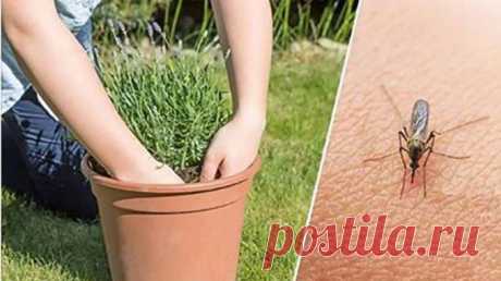 ЕСЛИ ВЫ ХОТИТЕ ИЗБАВИТЬСЯ ОТ КОМАРОВ, НАЧНИТЕ ВЫРАЩИВАТЬ ЭТИ РАСТЕНИЯ НА ЗАДНЕМ ДВОРЕ. Природные репелленты! 




Если вы живете в теплом регионе, скорее всего, вас постоянно раздражают такие насекомые, как москиты. Однако эти вредители не только раздражают и способны вызывать зудящие укусы, но и очень опасн…