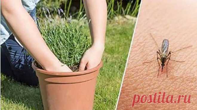 ЕСЛИ ВЫ ХОТИТЕ ИЗБАВИТЬСЯ ОТ КОМАРОВ, НАЧНИТЕ ВЫРАЩИВАТЬ ЭТИ РАСТЕНИЯ НА ЗАДНЕМ ДВОРЕ. Природные репелленты! 




Если вы живете в теплом регионе, скорее всего, вас постоянно раздражают такие насекомые, как москиты. Однако эти вредители не только раздражают и способны вызывать зудящие укусы, но и очень опасн…