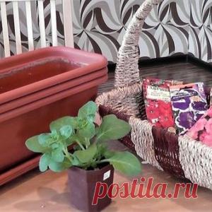 Корзины и кашпо с петуниями: сажаем правильно