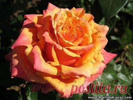 ЭТИ ЦВЕТЫ ДЛЯ ВАС! ​https://www.playcast.ru/uploads/2015/03/17/12685095.swf