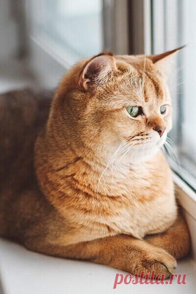 Вот и рассвет, вот и новое утро,
Солнце на небе, кофе в бокале.
Слышишь звонок: ведь нужна же кому-то.
Пусть не сложилось, пусть мы не стали…
Кошка о ногу нежно потрется,
День без дождей - скажут в телеэфире.
В зеркале кто-то тебе улыбнется,
Все-таки стоит пожить в этом мире.
Плотникова Елена