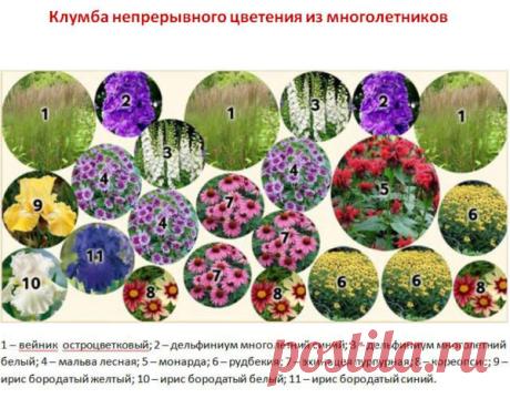 Низкорослые цветы для клумбы, цветущие все лето: названия и фото