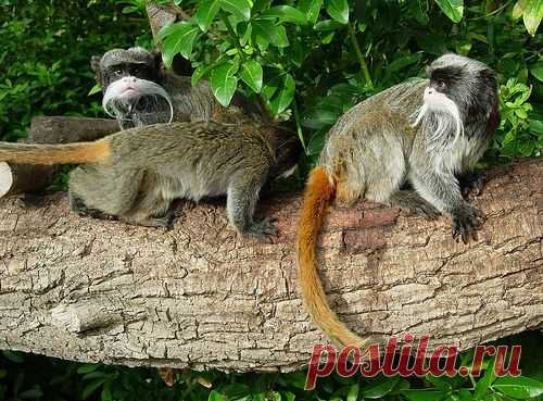 САМЫЕ НЕОБЫЧНЫЕ ЖИВОТНЫЕ НА ЗЕМЛЕ. Энциклопедия. Материал для реферата. Тапир. императорская тамарина. малый плащеносец. Ай-ай. Альпака. Дамбо Октопус. Плащеносная ящерица. Мадагаскарский присосконог. Карликовая игрунка. Китоглав