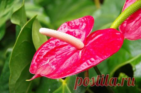 Цветок мужское счастье