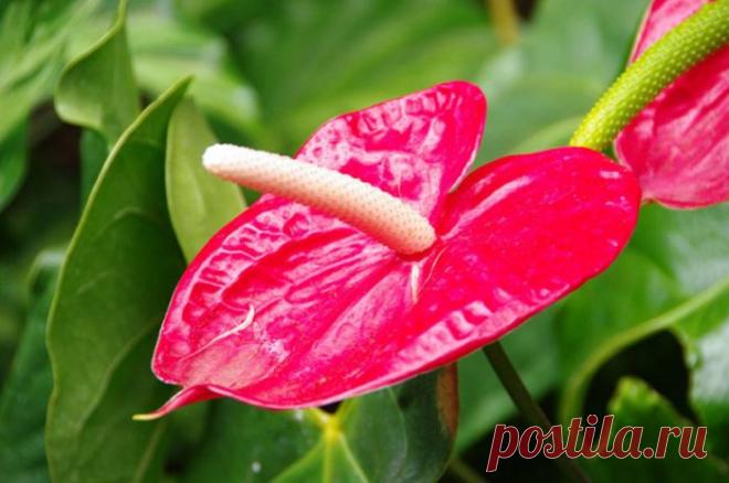 Цветок мужское счастье