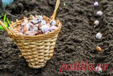 Удобрения которые я всегда вношу под посадку чеснока | Моя успешная дача | Яндекс Дзен