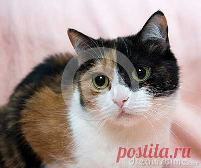 Three Coloured Cat Three Coloured Cat - Download From Over 57 Million High Quality Stock Photos, Images, Vectors. Sign up for FREE today. Image: 90154225
