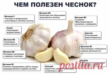 Чем полезен чеснок
