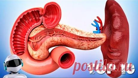 ВНУТРЕННИЕ ОРГАНЫ ЧЕЛОВЕКА / ИНТЕРЕСНЫЕ ФАКТЫ